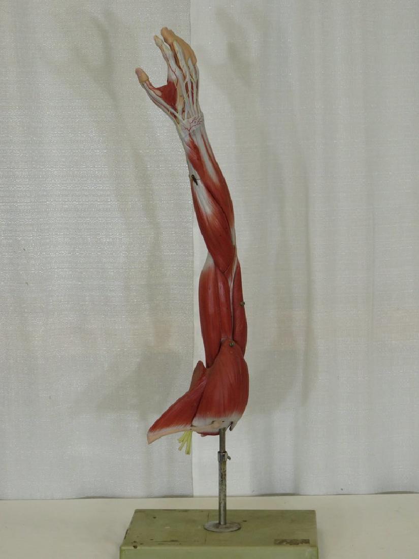 Anatomical ARM model on stand c. 1950 (1 of 4)