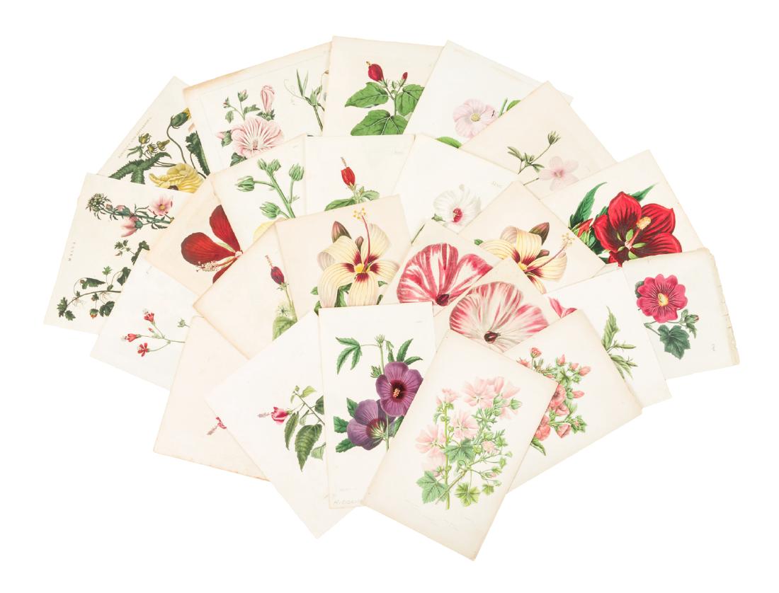 Color plates of the Hibiscus plant (1 of 3)