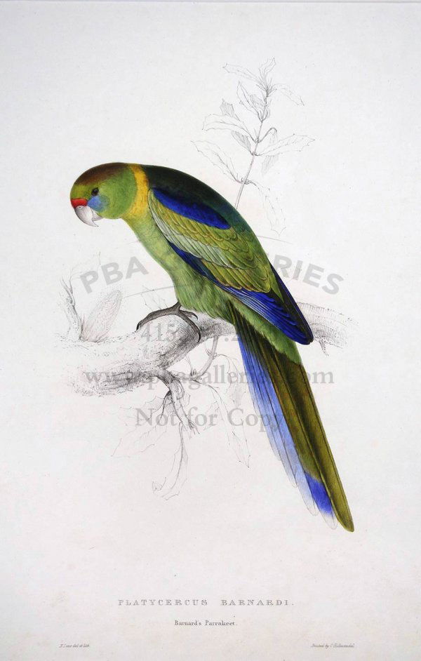 Edward Lear lithograph of parrakeet: Hand-colored lithograph, printed by C. Hullmandel. 21¼x14¾, matted. Hand-colored lithograph from Illustrations of the Family of Psittacidæ, or Parrots. Author: Lear, Edward Heading: (Prints: Lithog