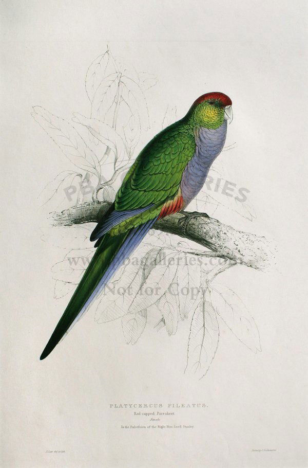 Edward Lear lithograph of parrakeet: Hand-colored lithograph, printed by C. Hullmandel. 21¼x14¾, matted. Hand-colored lithograph from Illustrations of the Family of Psittacidæ, or Parrots. Author: Lear, Edward Heading: (Prints: Lithog