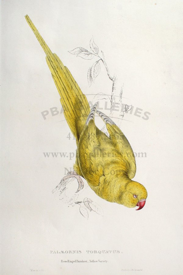 Edward Lear lithograph of parrakeet: Hand-colored lithograph, printed by C. Hullmandel. 21¼x14¾, matted. Hand-colored lithograph from Illustrations of the Family of Psittacidæ, or Parrots. Author: Lear, Edward Heading: (Prints: Lithog