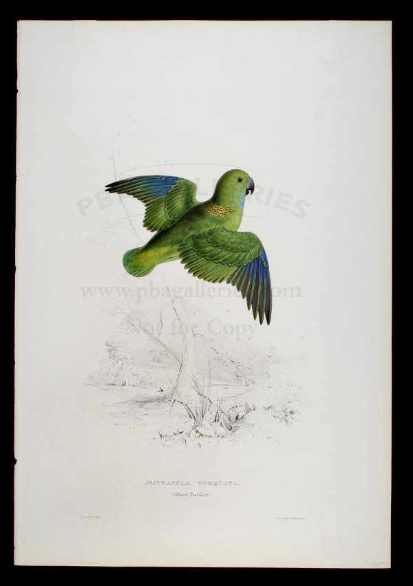 Edward Lear lithograph of Collared Parrakeet: Title: Collared Parrakeet (Psittacula Torquata) Author:Lear, Edward Description:Hand-colored lithograph, printed by C. Hullmandel. 21¼x14¾. Hand-colored lithograph from 'Illustrations of the Family