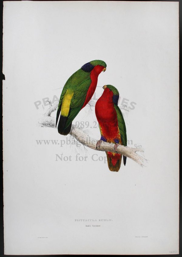 Edward Lear lithograph of Kuhl's Parrakeet: Title: Kuhl's Parrakeet (Psittacula Kuhlii) Author:Lear, Edward Description:Hand-colored lithograph, printed by C. Hullmandel. 21¼x14¾. Hand-colored lithograph from 'Illustrations of the Family of P