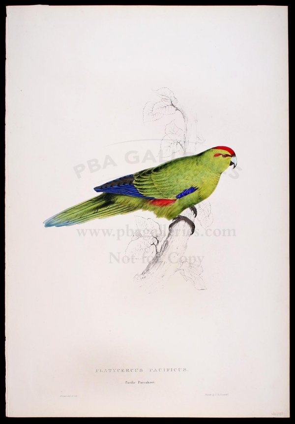 Edward Lear lithograph of Pacific Parrakeet: Title: Pacific Parrakeet (Platycercus Pacificus) Author:Lear, Edward Description:Hand-colored lithograph, printed by C. Hullmandel. 21¼x14¾. Hand-colored lithograph from 'Illustrations of the Family