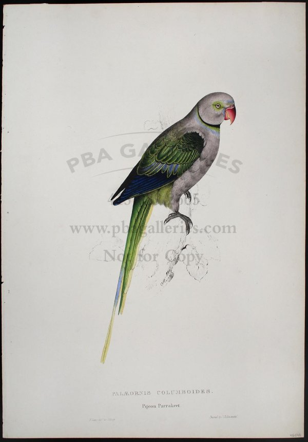 Edward Lear lithograph of Pigeon Parrakeet: Title: Pigeon Parrakeet (Palaeornis Parrakeet) Author:Lear, Edward Description:Hand-colored lithograph, printed by C. Hullmandel. 21¼x14¾. Hand-colored lithograph from 'Illustrations of the Family o