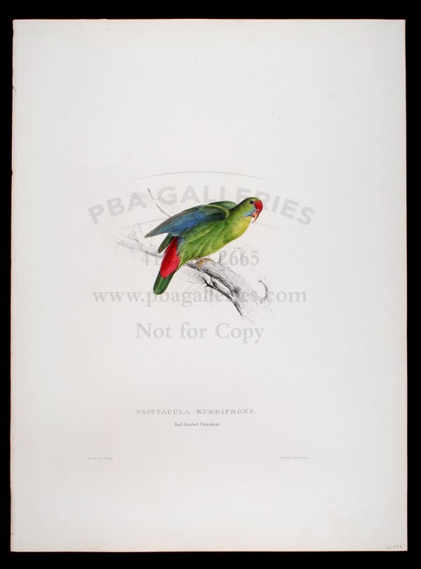 Edward Lear lithograph of Red-Fronted Parrakeet: Title: Red-fronted Parrakeet (Psittacula Rubifrons) Author:Lear, Edward Description:Hand-colored lithograph, printed by C. Hullmandel. 21¼x14¾. Hand-colored lithograph from 'Illustrations of the Fam
