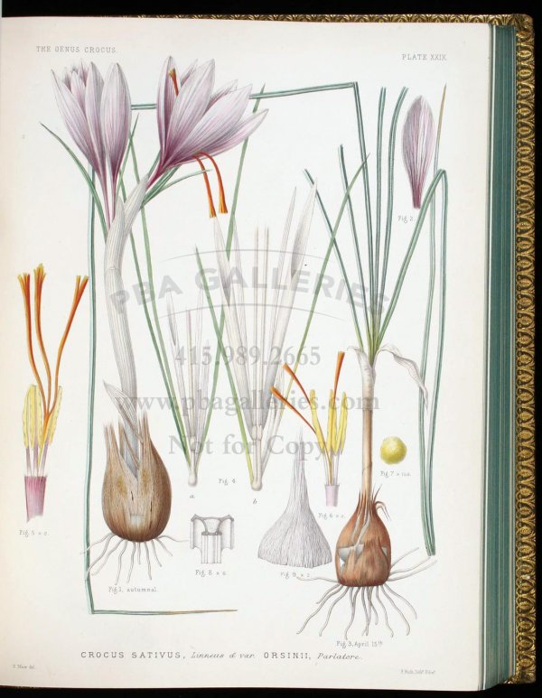 Maw's Genus Crocus with colored plates 1886