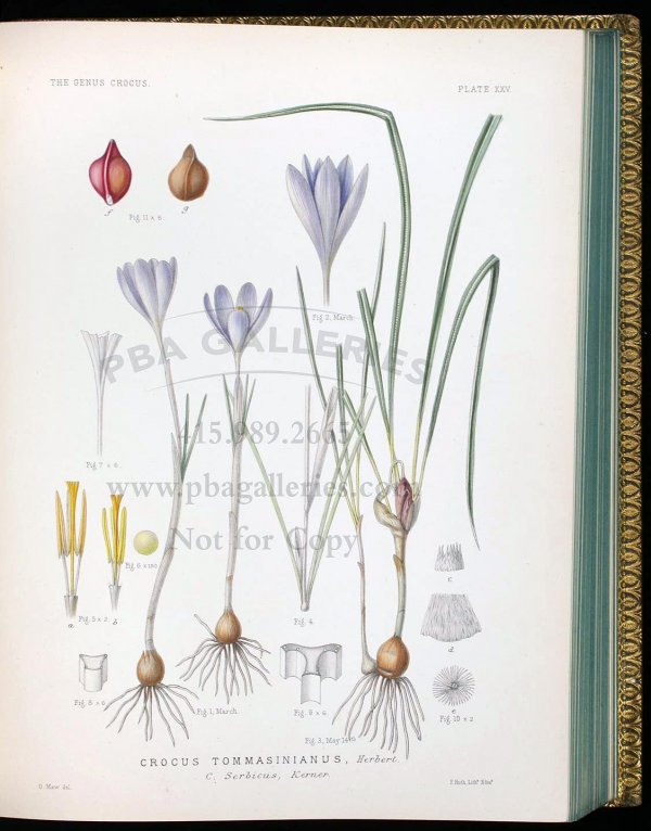 Maw's Genus Crocus with colored plates 1886 - 2