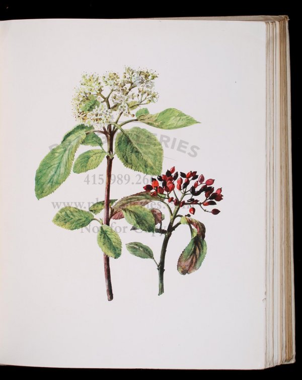 British Flowering Plants 1914 Limited Edition