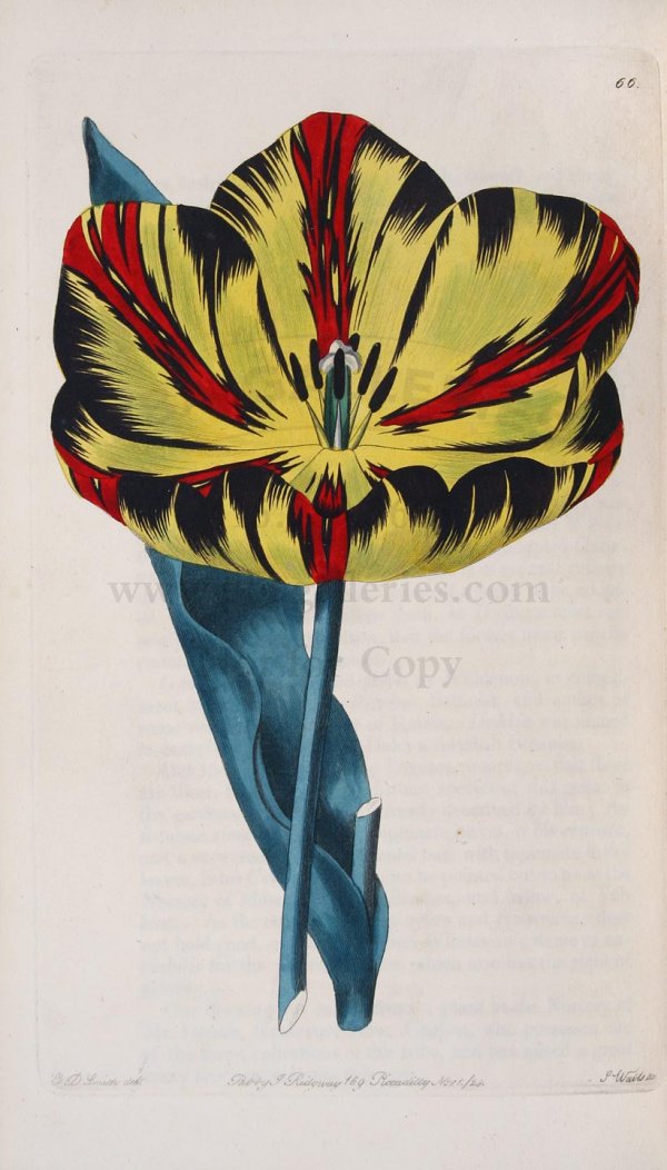 Sweet's Florist's Guide with colored plates