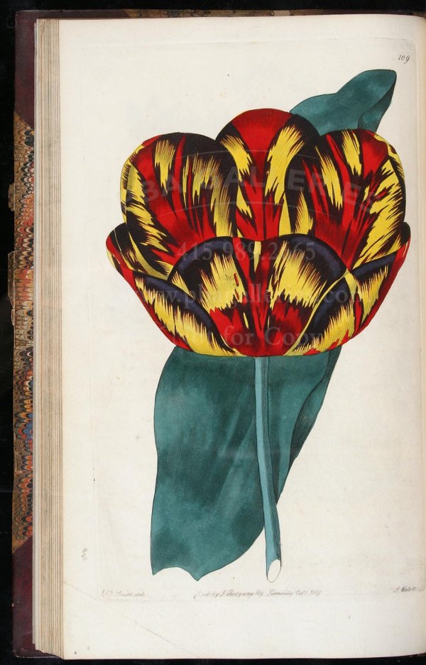 Sweet's Florist's Guide with colored plates - 2