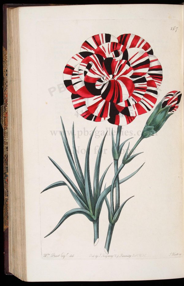Sweet's Florist's Guide with colored plates - 3