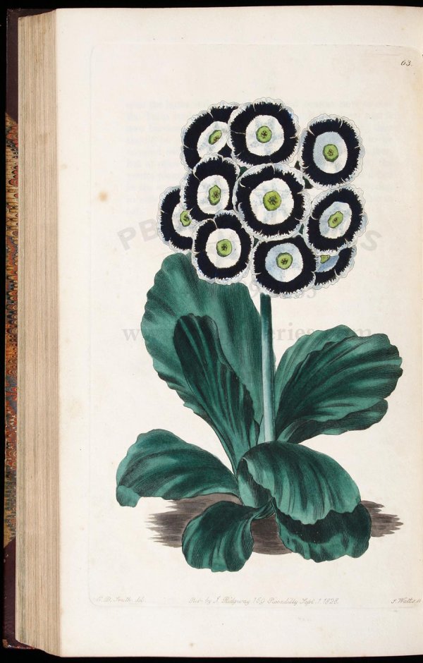 Sweet's Florist's Guide with colored plates - 4