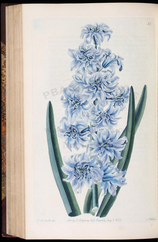 Sweet's Florist's Guide with colored plates - 5