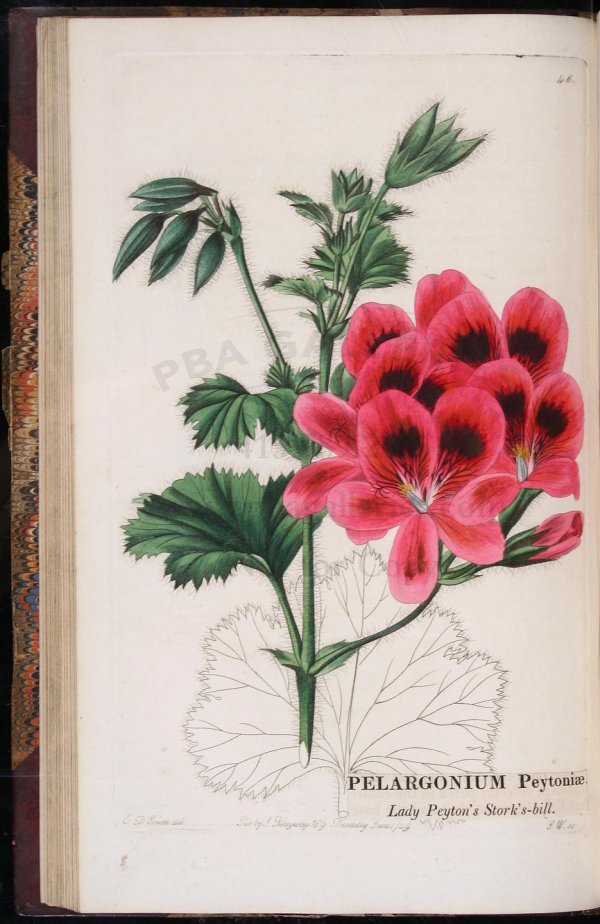 Sweet's Florist's Guide with colored plates - 6