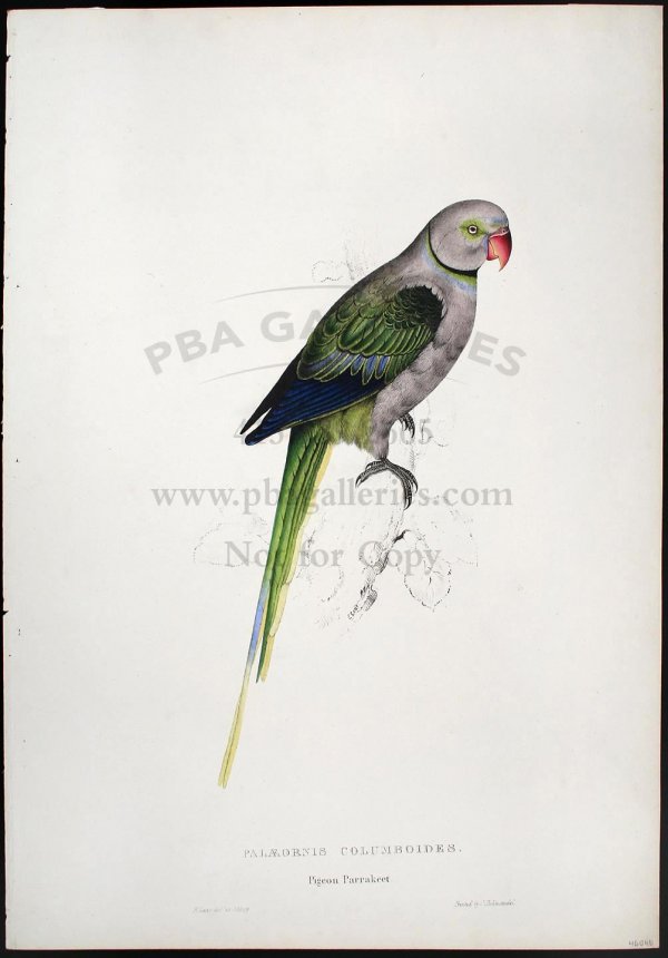 Edward Lear lithograph of Pigeon Parrakeet: Title: Pigeon Parrakeet (Palaeornis Parrakeet) Author: Lear, Edward Description: Hand-colored lithograph, printed by C. Hullmandel. 21¼x14¾.Hand-colored lithograph from 'Illustrations of the Family