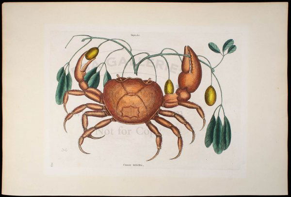Mark Catesby The Land Crab Hand Colored: Title: Cancer Terrestris [The Land Crab] Author: Catesby, Mark Description: Hand colored copperplate engraving on wove paper, image approx. 10x13½ on a 14x20½ sheet.From the 1771-80 Third Edition of