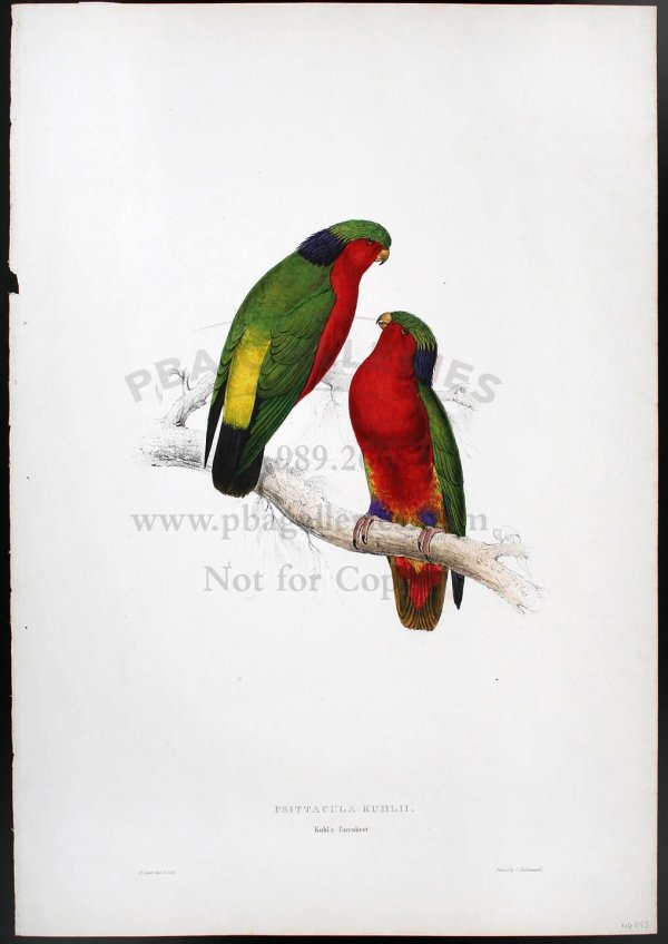 Edward Lear lithograph of Kuhl's Parrakeet: Title: Kuhl's Parrakeet (Psittacula Kuhlii) Author: Lear, Edward Description: Hand-colored lithograph, printed by C. Hullmandel. 21¼x14¾.Hand-colored lithograph from 'Illustrations of the Family of