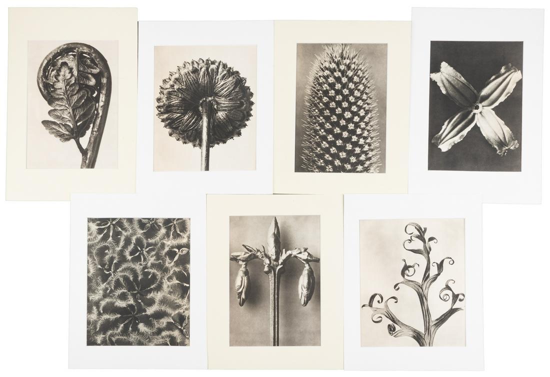 Seven wonderful photogravures from Blossfeldt (1 of 1)