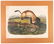 Audubon hand-colored litho, black footed ferret