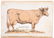With 2 chromolithograph manikins on cow anatomy - 3