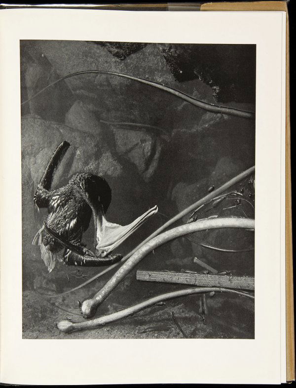 Fifty photographs Edward Weston sngd lmtd in dj: Title: Fifty Photographs Author: Weston, Edward Description: 12x9¼, cloth-backed paper over boards, dust jacket. One of 1500 copies, designed by Merle Armitage.Signed by Edward Weston with his initia