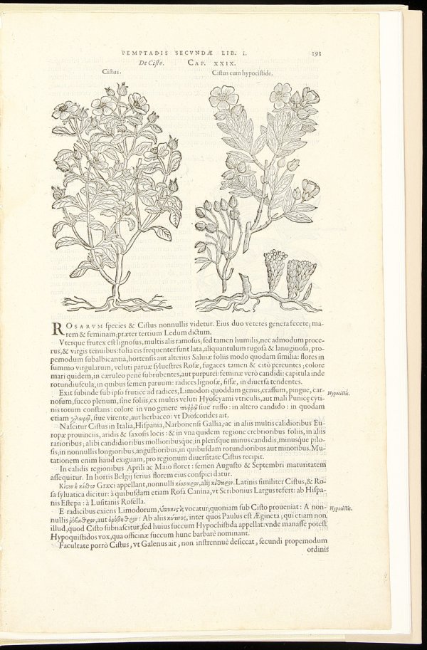Leaf from the 1583 Rembert Dodoens Herbal BCC: Title: A Leaf from the 1583 Rembert Dodoens Herbal printed by Christopher Plantin Author: (Dodoens, Rembert) Description: Short essay by Carey S. Bliss. Illustrated, including the original leaf. 14x9�