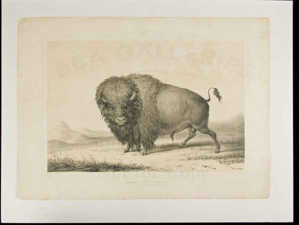 Buffalo Bull, Grazing lithograph by George Catlin: Title: No. 2. Buffalo Bull, Grazing Author: Catlin, George Description: Duotone lithograph. 12¼x17¾ plus margins, sheet size 16½x22½. Title and imprint in lower margin.Fierce-looking buffalo gazin