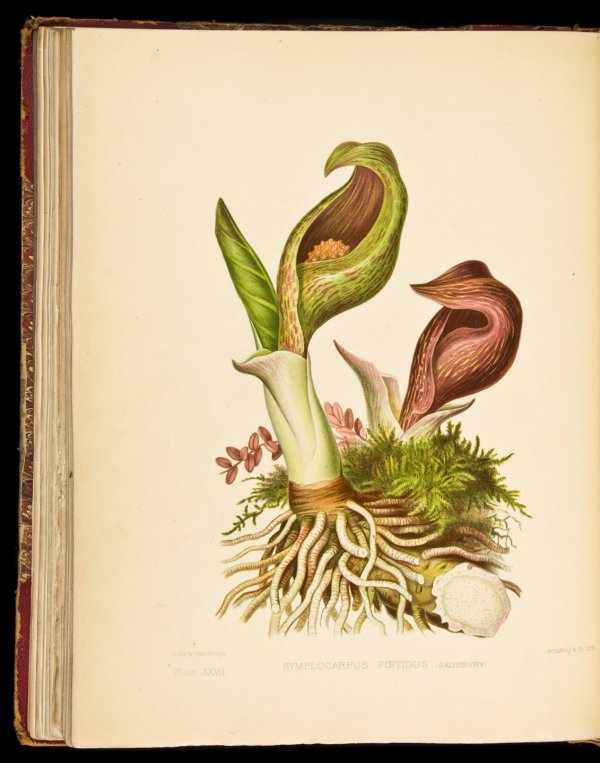 Wild Flowers of America: Title: The Wild Flowers of America Author: Goodale, George L. & Isaac Sprague Description: [iv], 210 pp. 50 chromolithograph plates. (Folio) 13x10, period red half morocco and marbled boards, original