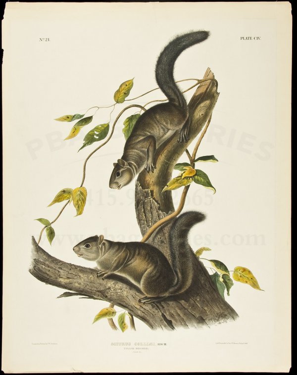 Quadrupeds Folio Lithograph Audubon 1847 Squirrel: Title: Sciurus Colliaei, Rich. Collies Squirrel. Natural Size Author: Audubon, John James Description: Original hand-colored lithograph, 22x28.Plate 104 from 'The Viviparous Quadrupeds of North Americ
