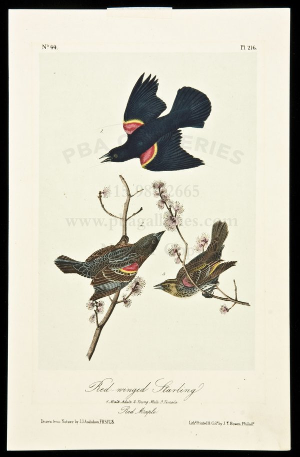 23 Audubon bird plates: Title: Twenty-three plates from the octavo edition of Audubon's Birds of America Author: [Audubon, John James] Description: 23 lithograph plates with hand coloring. Approximately 10¼x6½" or the reve