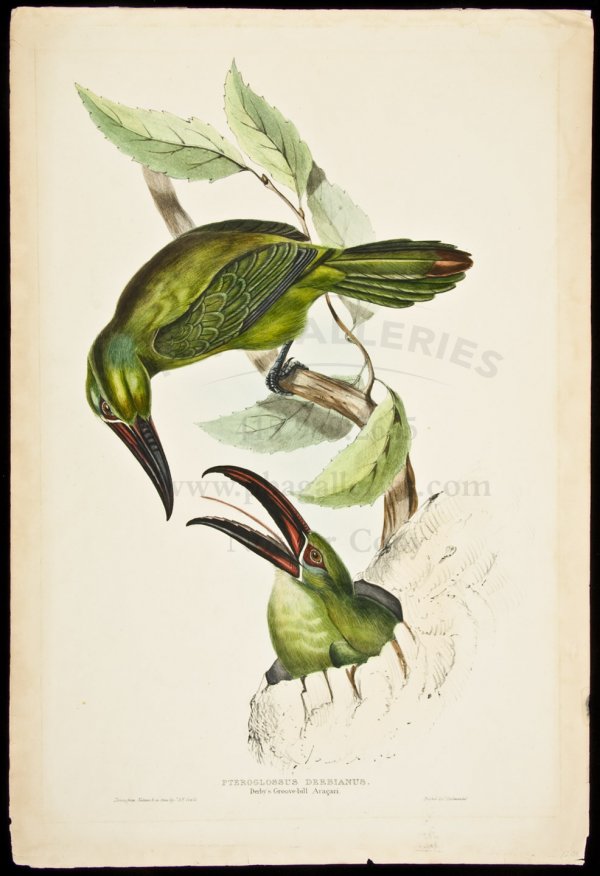 John Gould Hand-Colored Lithograph of Toucan: Title: Pteroglossus Derbianus. Derby's Groove-bill Araçari Author: Gould, John & Elizabeth Description: Hand-colored lithograph, printed by C. Hullmandel. 22x15"From Gould's 'A Monograph of the Ramph