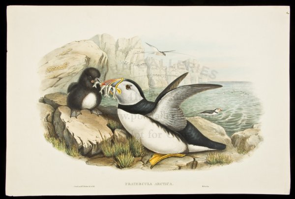 John Gould Hand-Colored Lithograph Puffin: Title: Fratercula Arctica (Puffin) Author: Gould, John & H.C. Richter Description: Hand-colored lithograph, printed by Walter. 14½x22"From Gould's 'The Birds of Great Britain,' 1862 - 1873 Heading: z