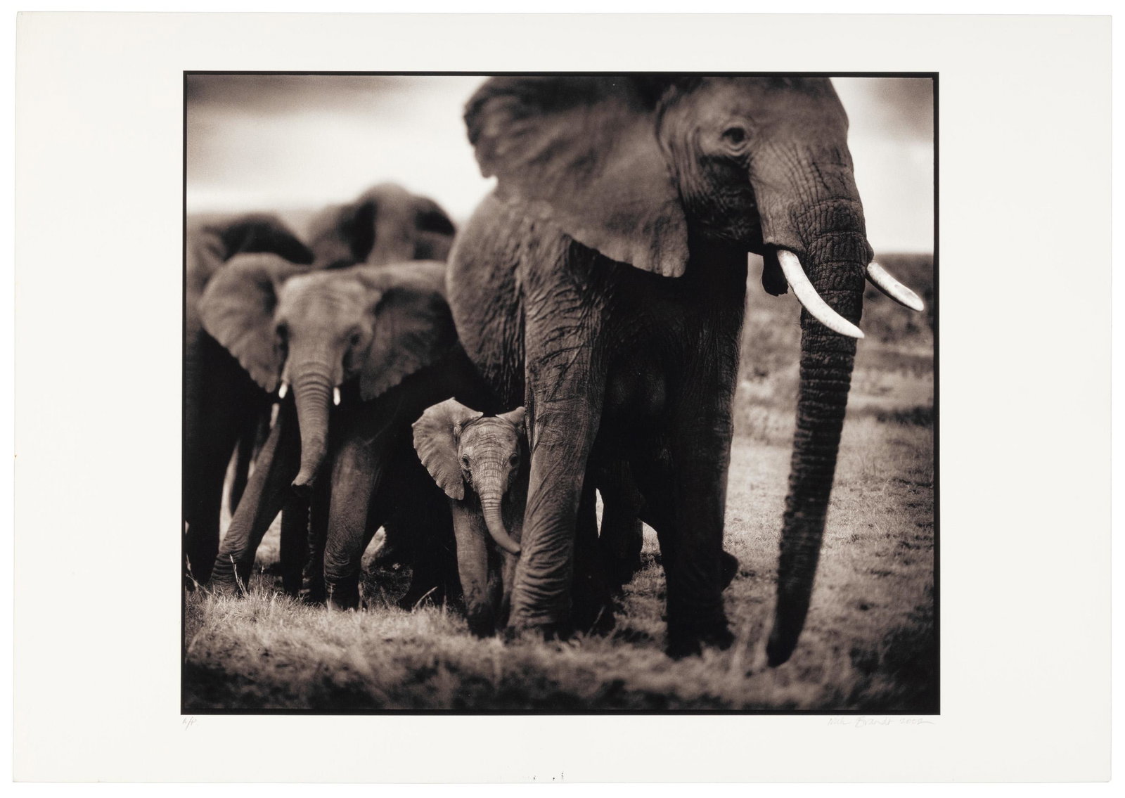 Signed by Nick Brandt (1 of 4)
