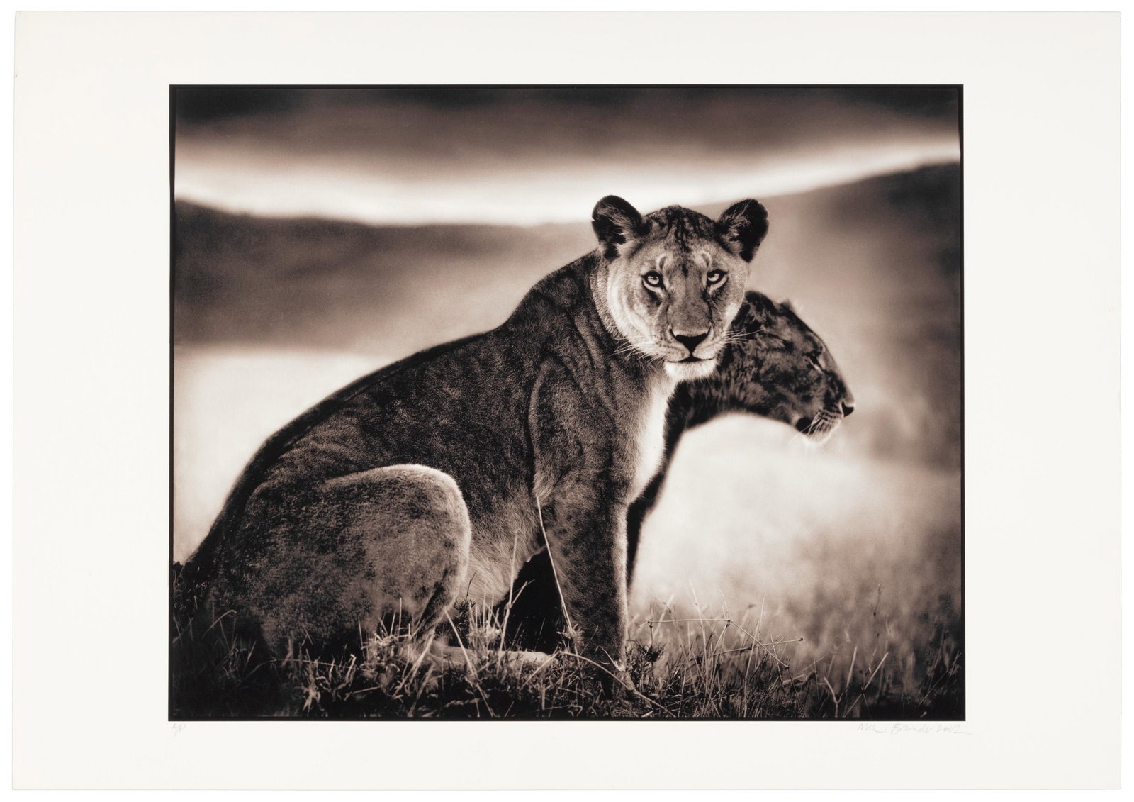 Signed by Nick Brandt (1 of 3)