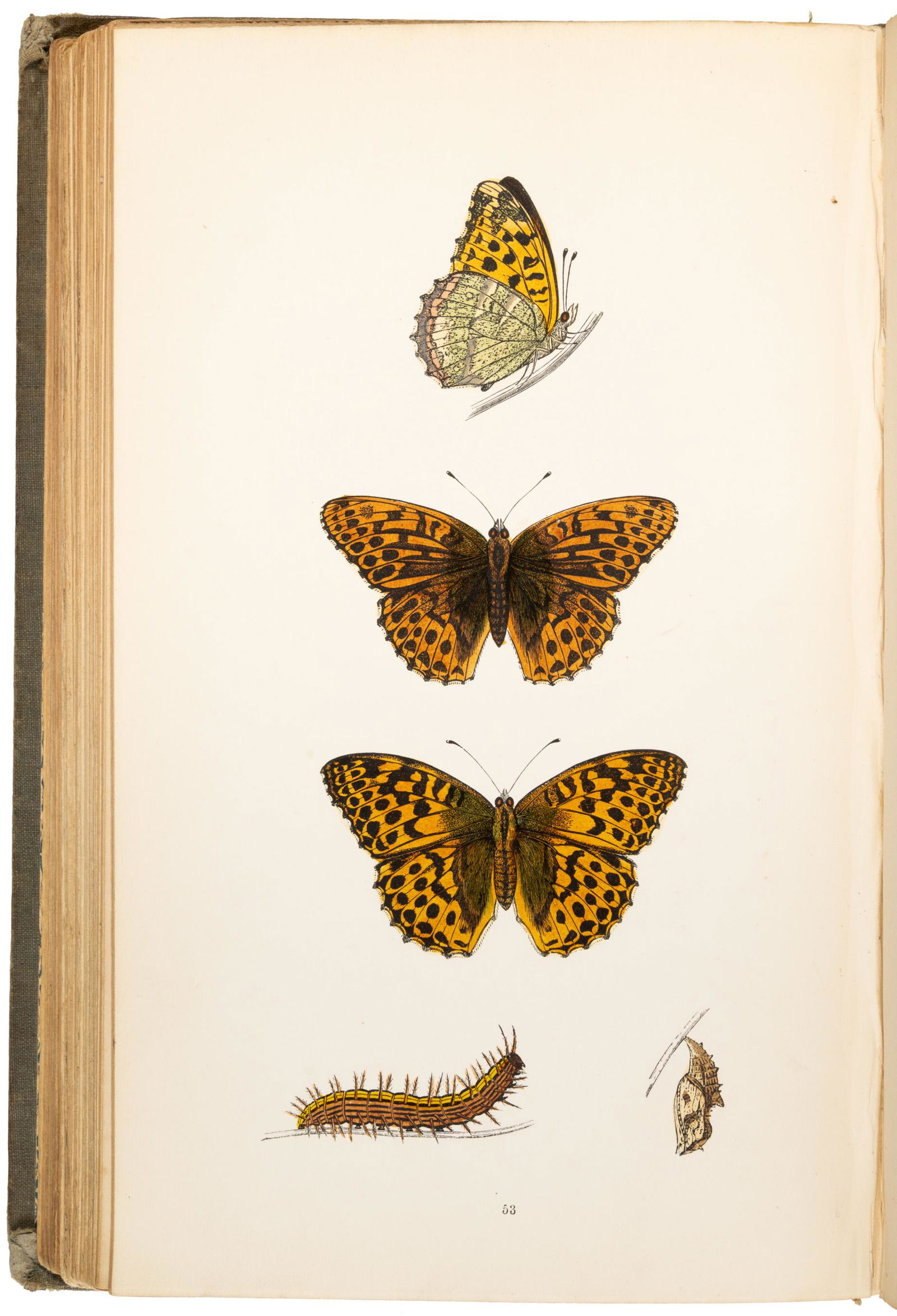 Inscribed with 71 hand-colored lithographs (1 of 2)