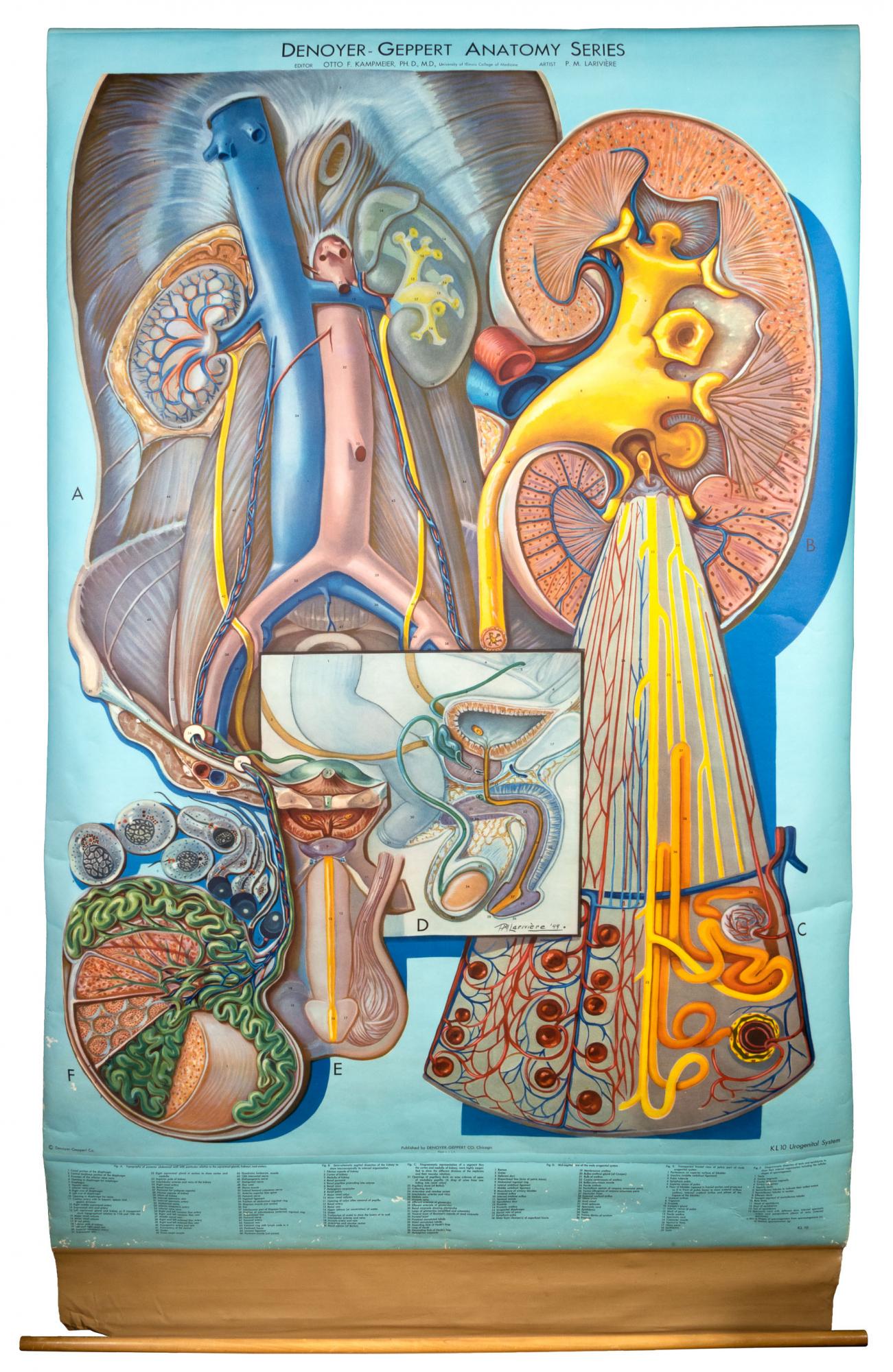 Seven large-scale anatomical charts with frame (1 of 8)