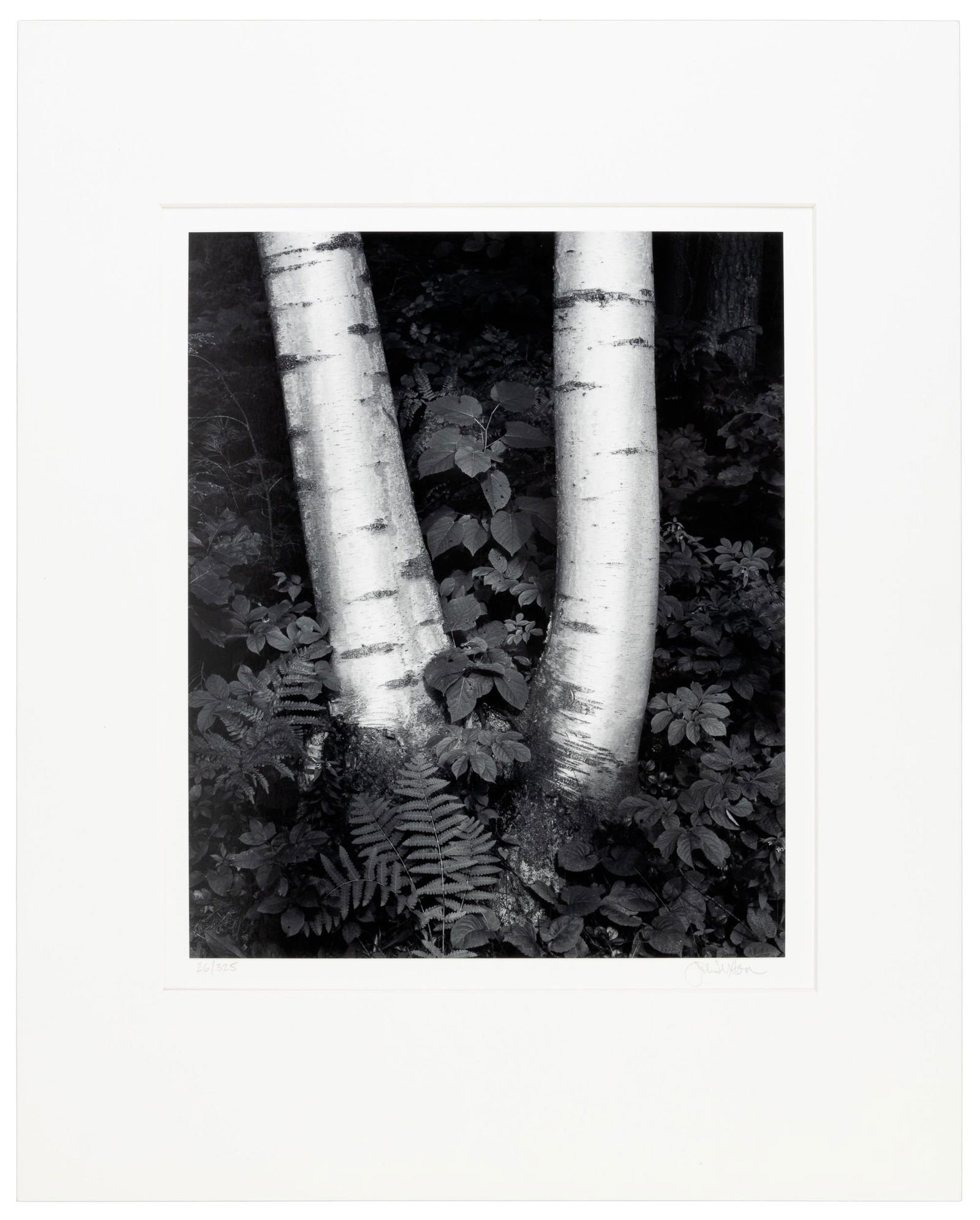 Birch Trunks, NH...signed by John Sexton (1 of 3)