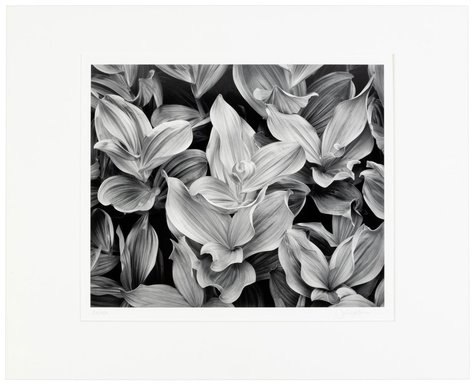 Corn Lilies, Dusk signed by John Sexton: Heading: Author: Sexton, John Title: Corn Lillies, Dusk Place Published: Carmel Valley, CA Publisher: Date Published: 2002; print: 2003 Description: Gelatin silver print mo