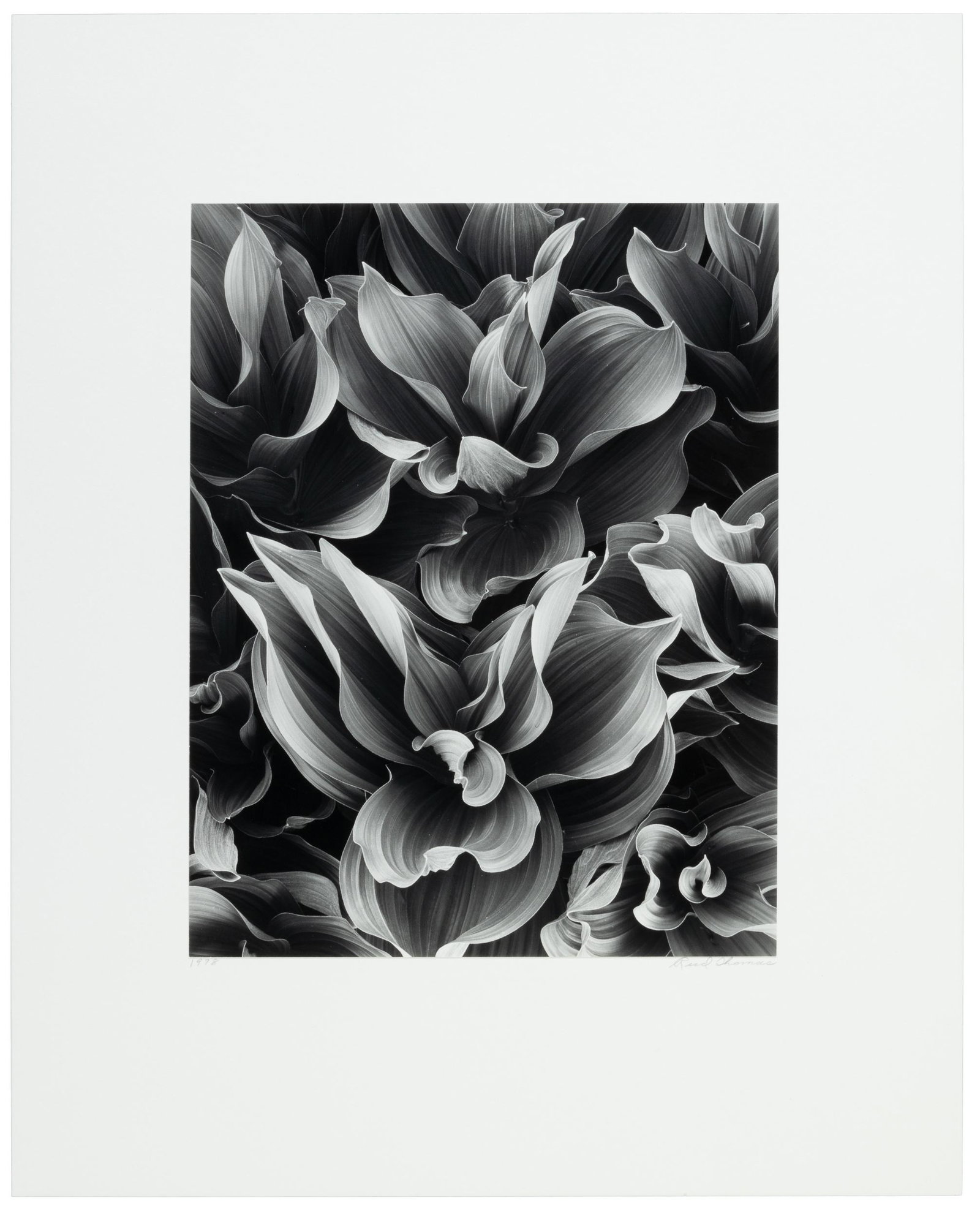 Corn Lilies signed by Reed Thomas (1 of 4)