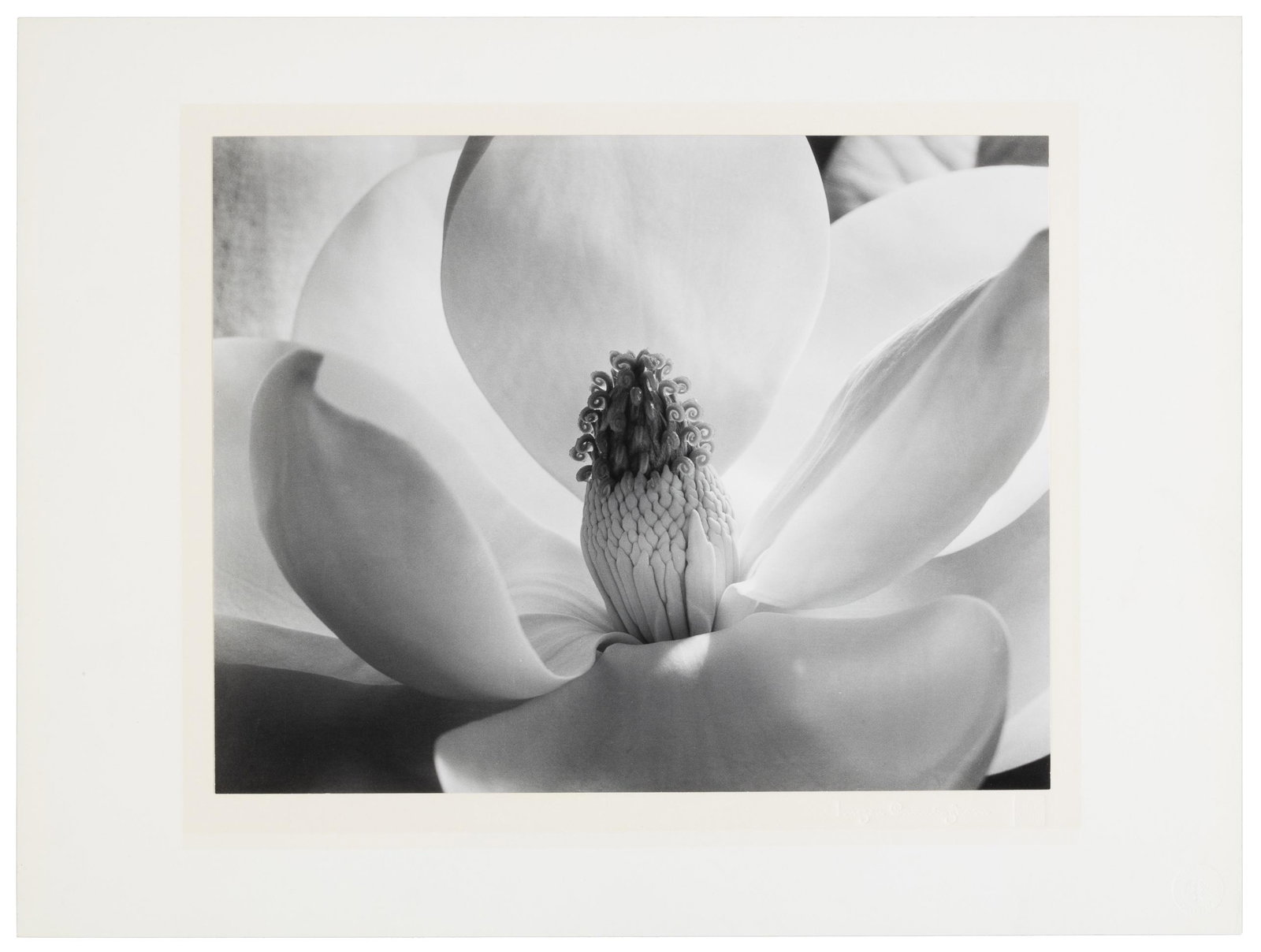 Magnolia Blossom. 1925 estate print (1 of 3)