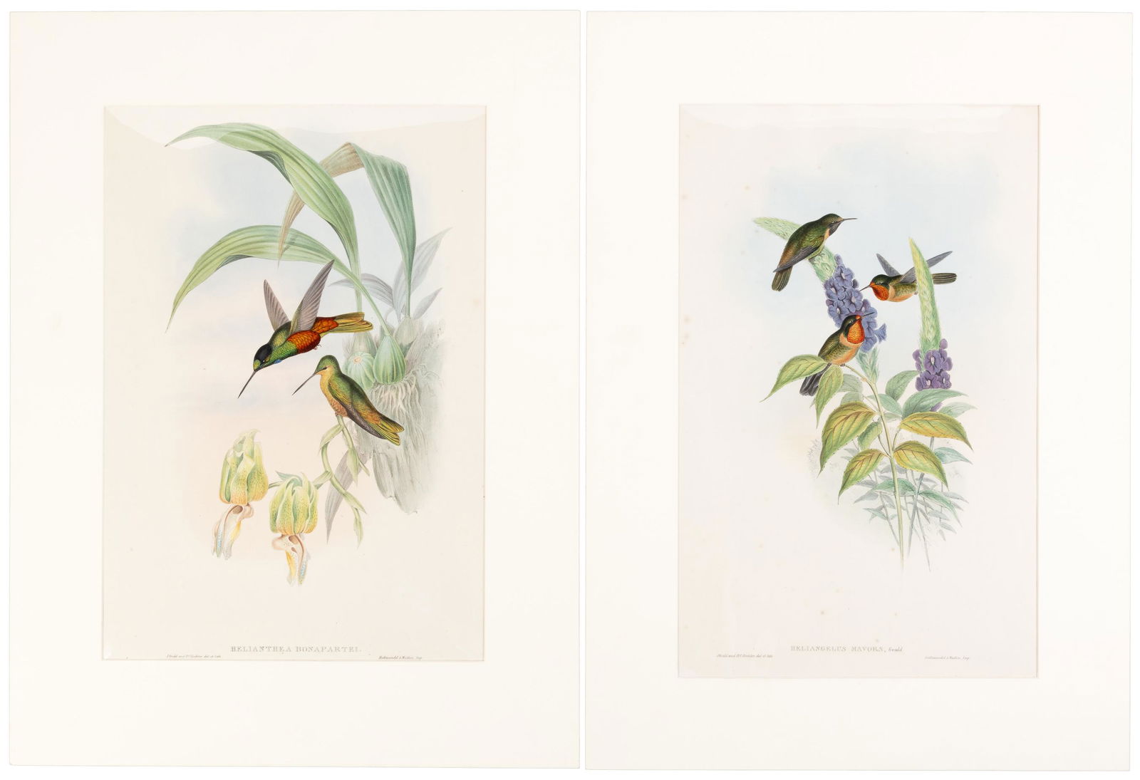 6 Hand-Colored Hummingbird Lithos by John Gould (1 of 3)