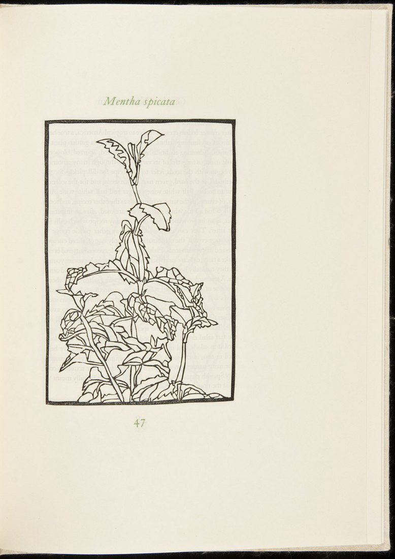 Modern Herbal, Peregrine / Porpoise 1961: Title: A Modern Herbal Author: Evans, Patricia Description: 87 pp. Pictorial endpapers, title-page vignette, 42 linoleum block plates. Printed in black and green on hand-made Japanese Murasaki vellum.