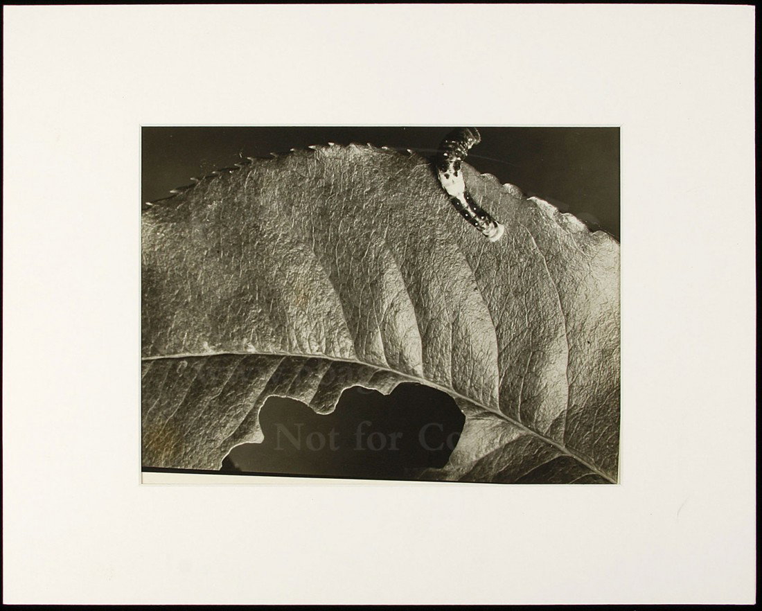 Bourke-White photo Caterpillar on a leaf: Title: Untitled (Caterpillar on a leaf) Author: Bourke-White, Margaret (1904-1971) Description: Gelatin silver photograph. 10¼x13¼ plus margins, mattedWith rubberstamp "Photo by Margaret Bourke-Whit