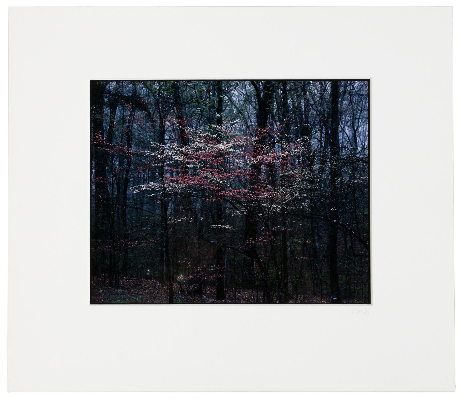 Pink & White Dogwood signed by Clinton Smith (1 of 4)