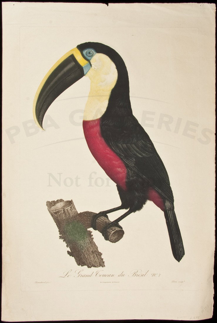 Hand-colored print of Toucan by Barraband: Title: Le Grand Toucan du Bresil No. 7 Author: Barraband, Jacques Description: Hand-finished color engraved plate. 53.5x36 cm. (21¼x14") plus margins.Splendid print of a toucan, engraved by Perée af