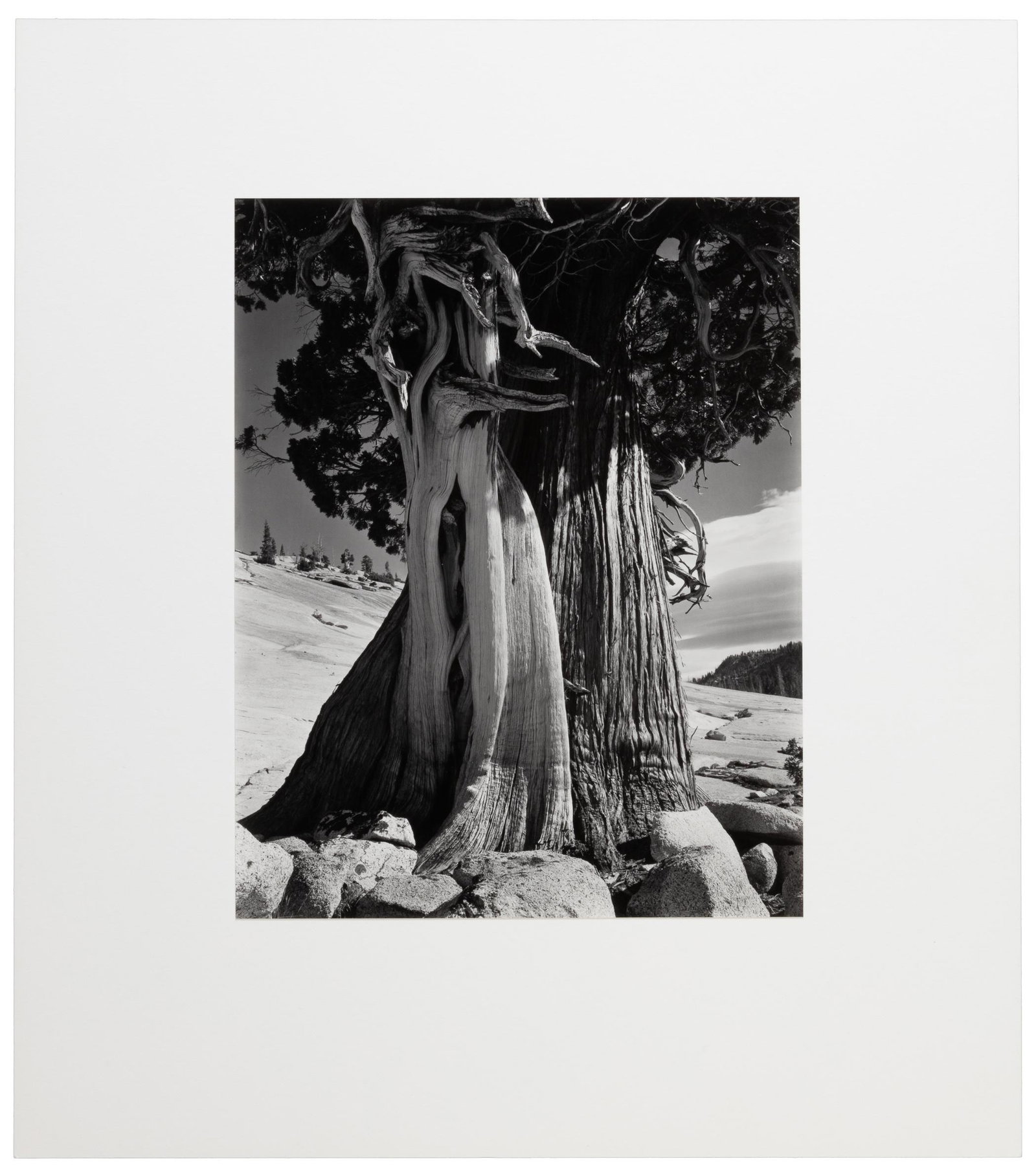 Juniper at Lake Tenaya 1937 by Edward Weston (1 of 5)