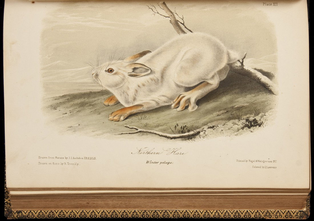 Audubon's Quadrupeds with colored lithogaphs: Title: The Quadrupeds of North America Author: Audubon, John James and John Bachman Description: 3 volumes. viii, 383; [2], 334; [2], vi, 348 pp. Illustrated with 155 hand-colored lithographed plates 