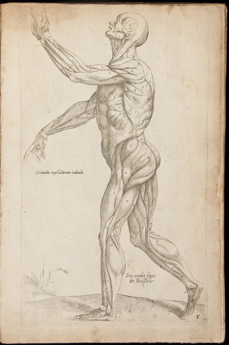 Vesalius Anatomia 1617: Title: Anatomia Author: Vesalius, Andreas Description: Unpaginated. *4, A-G6, H4. Engraved title page, portrait, 40 engraved plates including the folding "Adam and Eve" plate. (Folio) 36.5x24 cm. (14�