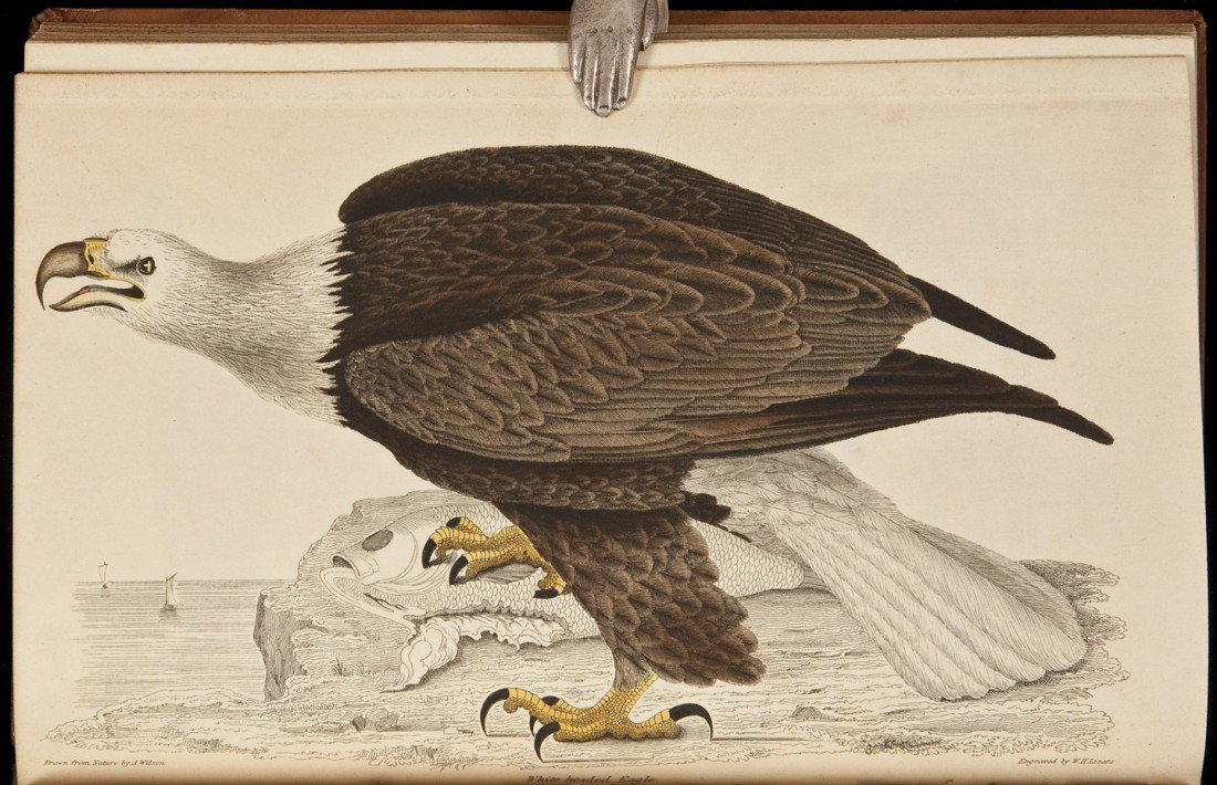 Wilson & Bonapartes American Ornithology: Title: American Ornithology; Or, The Natural History of the Birds of the United States Author: Wilson, Alexander & Charles Lucian Bonaparte Description: 3 text volumes plus plate volume. 2 engraved po